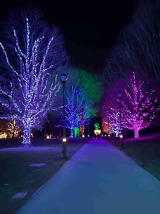 holiday lights in trees
